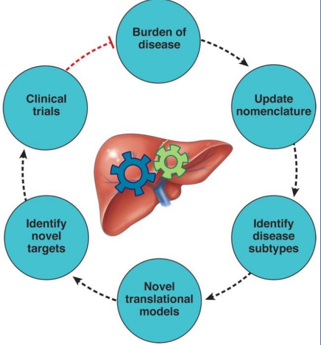 ֬����������ϣ����MAFLDȡ��NAFLD�����к���������������������
